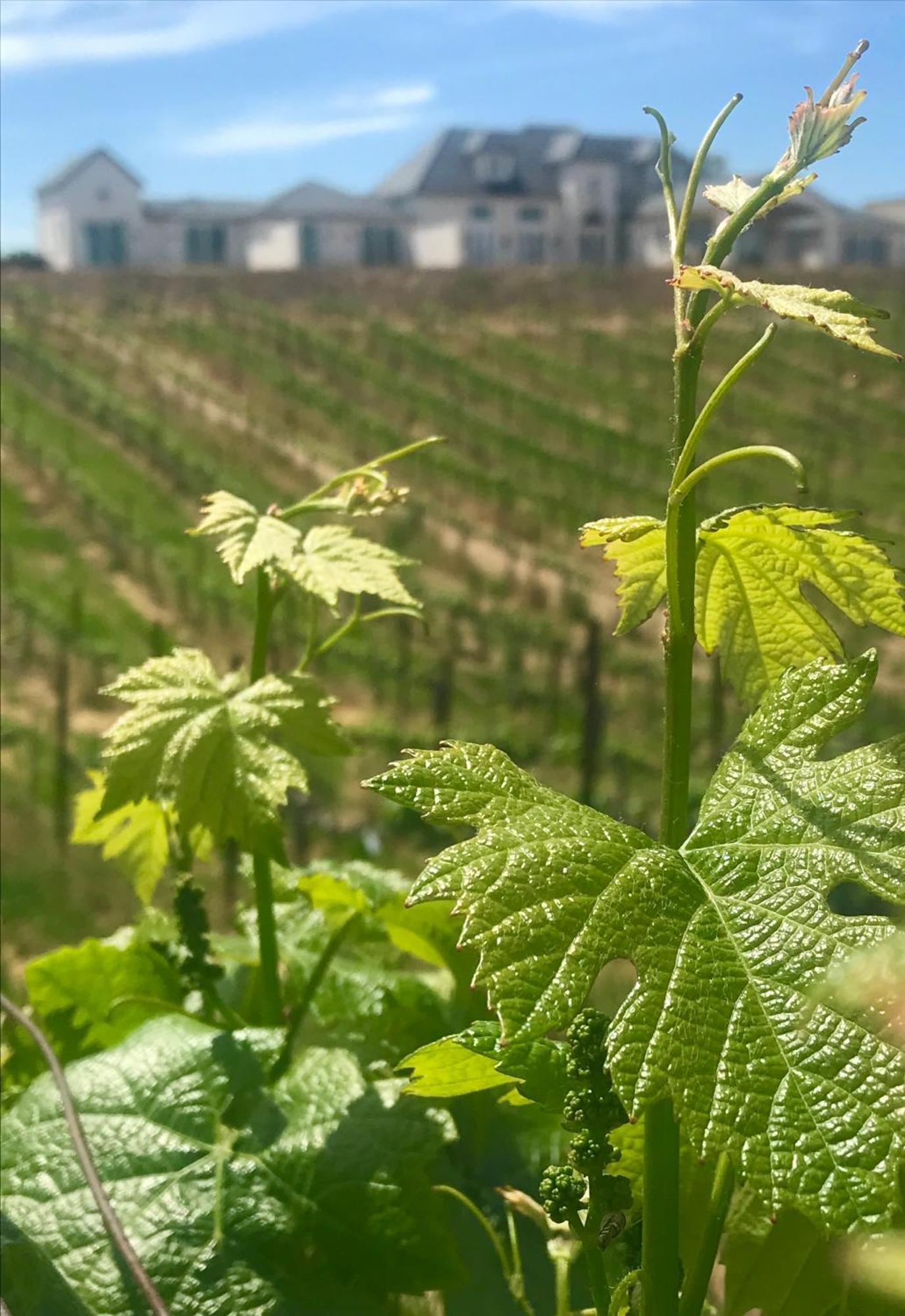 Domaine Chardonnay Bed & Breakfast Temecula Eksteriør bilde