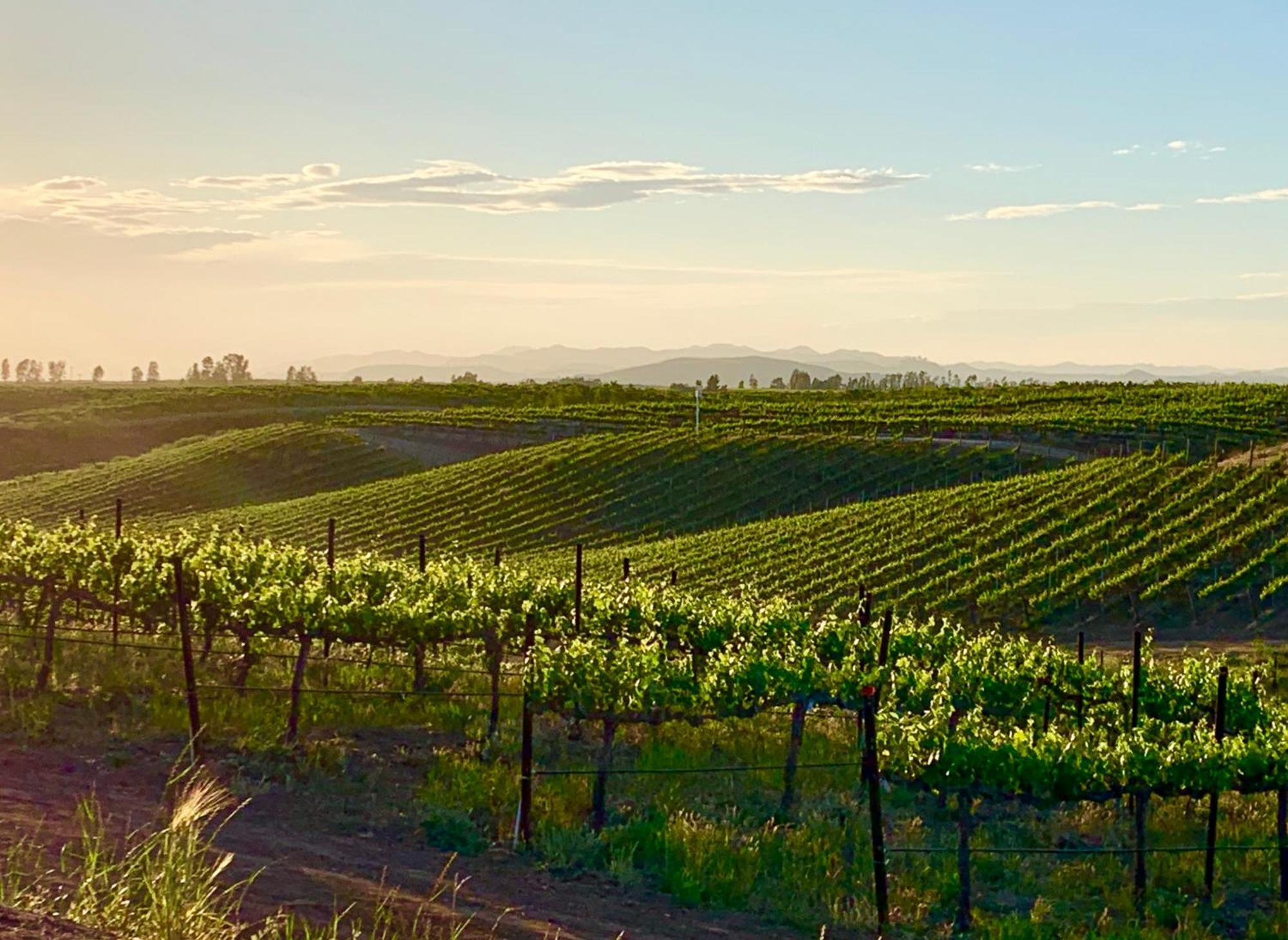 Domaine Chardonnay Bed & Breakfast Temecula Eksteriør bilde